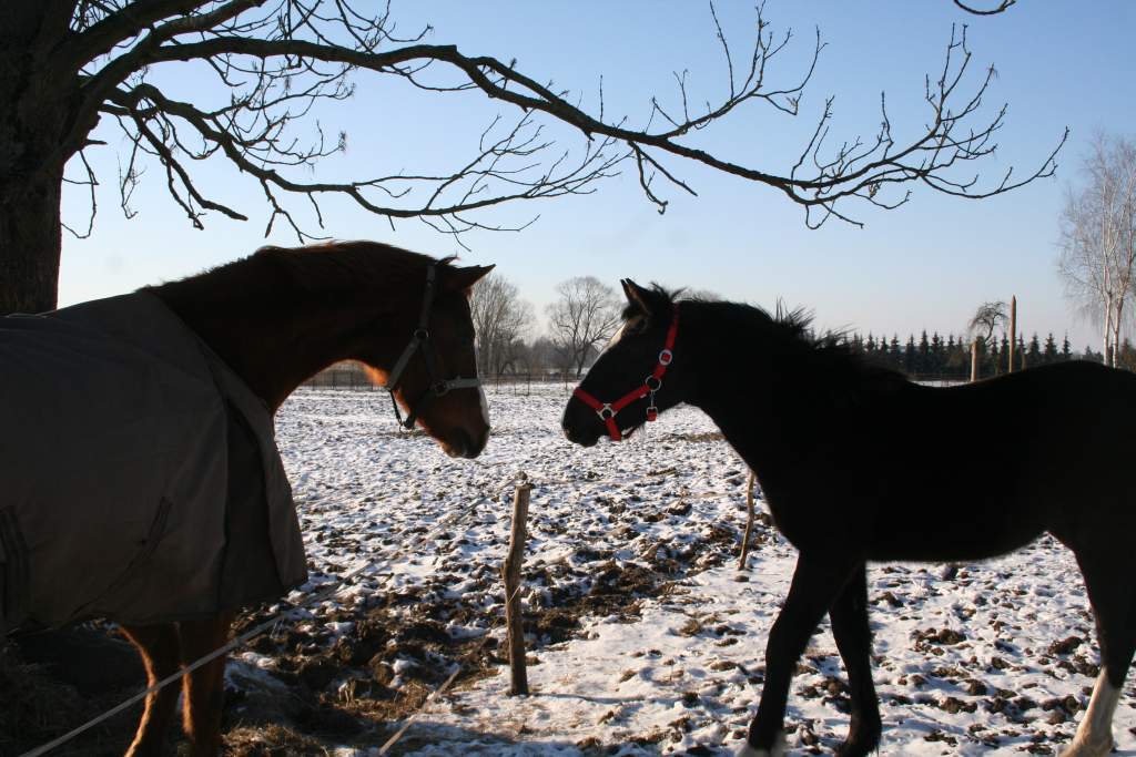 01 2012 Winter Xaveria 046